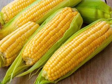 Manfaat Tersembunyi Jagung Manis