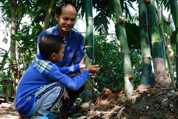 Anakan Pohon yang Dapat Ditanam Untuk Menahan Longsor