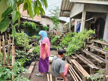 Mengelola Halaman Sempit Menjadi Produk Pangan Murah