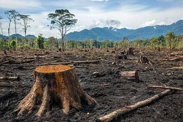 Daftar Negara yang Tegas Melawan Deforestasi Global