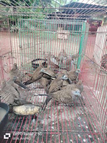 Tim Gabungan Gagalkan Penyelundupan Burung Ilegal di Maumere