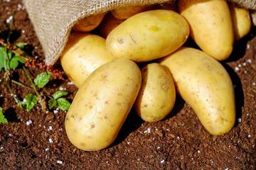 Pilihan Karbohidrat Selain Nasi yang Cocok untuk Diet