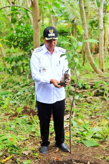 Wabup Sumba Tengah Dorong Ekonomi Lewat Kopi Robusta