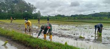 Babinsa Lewa Dampingi Petani Tanam Padi di Sawah