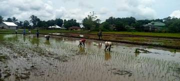 Babinsa Koramil Lewa Dampingi Petani Tanam Padi 