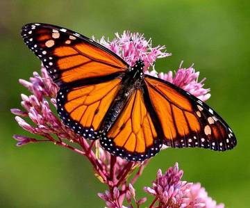 Peneliti Identifikasi Temuan 51 Spesies Baru Sepanjang 2025