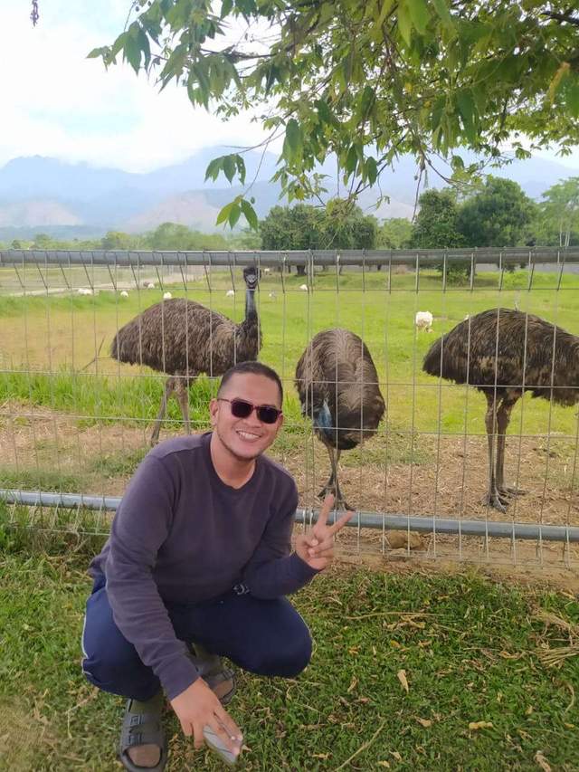 Kekuatan Eksotis Burung Kasuari di Tanah Papua
