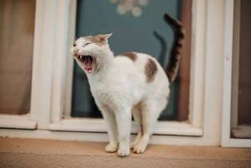 Kenapa Kucing Marah Saat Ada Kucing Baru? Ini Cara Mengatasinya