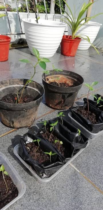 Mitos atau Fakta Tangan Dingin dan Pertumbuhan Tanaman