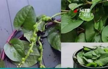Manfaat Air Rebusan Daun Binahong untuk Kesehatan dan Kecantikan 