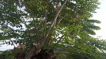 Daun Kedondong Pagar Menghilangkan Pahit Daun Kates