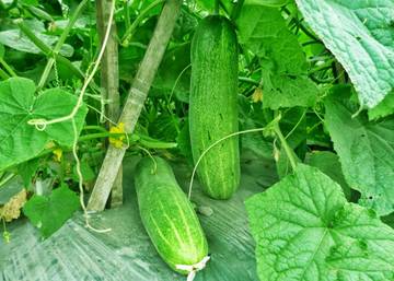 Mentimun, Statusnya Buah atau Sayur?