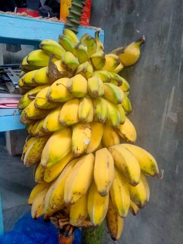 Rahasia Agar Satu Tandan Pisang Matang Merata 