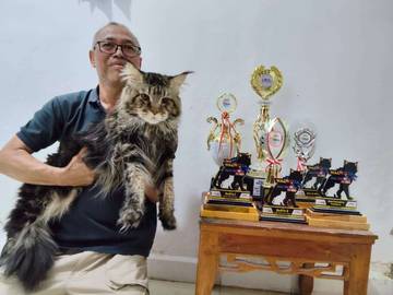 Tom, Mainecoon Juara Kontes Nasional
