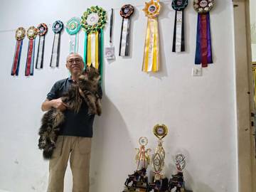 Rahasia Merawat Kucing Maine Coon  