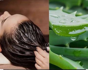 Benarkah Lidah Buaya Bisa Mengatasi Uban?