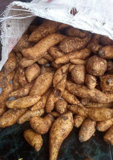 Ubi Cilembu Manisnya Sumedang, Rahasia Rasa yang Mendunia