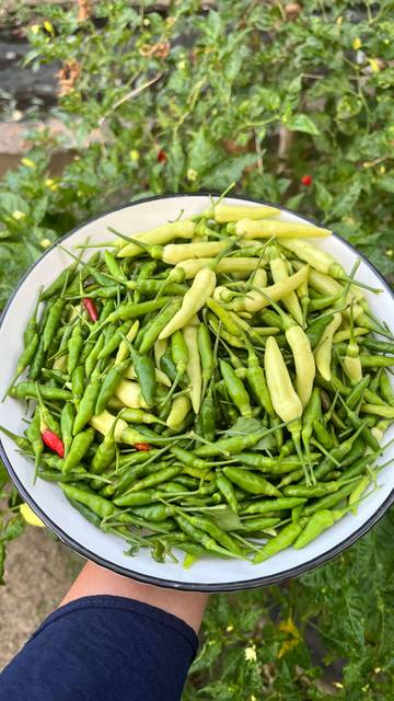 Mitos Cabai Rawit: Obat Sariawan atau Tambah Parah?