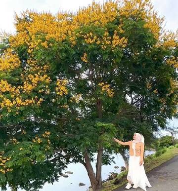 Fakta Pohon 'Jeju' yang Lagi Viral