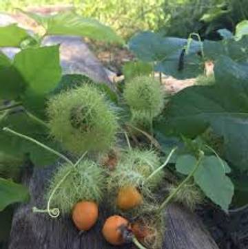 Rambusa "Boh Ramboet Bue" dan Khasiatnya bagi Kesehatan