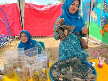 Kepiting Bertelur Jambo Timu Menarik Perhatian Pengunjung