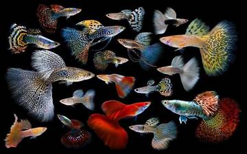 Menjaga Kesehatan Ikan Tropis Agar Tetap Sehat