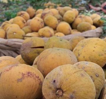Ini Cara Buat Manisan Kecapi "Boh Seutui Teupeujruek"  