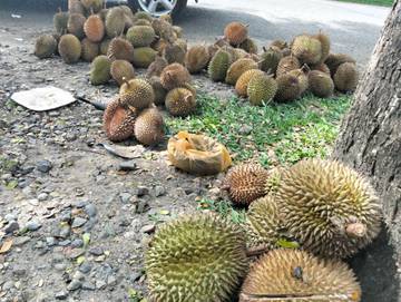 Durian Timang Gajah Ramaikan Sudut Kota Lhokseumawe