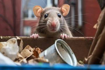Penyebab Tikus Masuk Rumah, Ini Cara Ampuh Mengusirnya