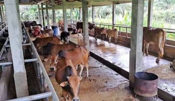 Aceh Percepat Impor Ternak Jelang Ramadhan
