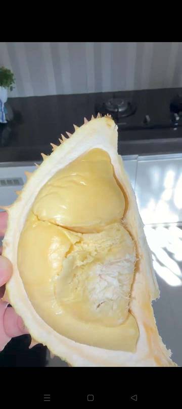 Tips Terbaik Memilih Buah Durian Matang Berkualitas Lokal