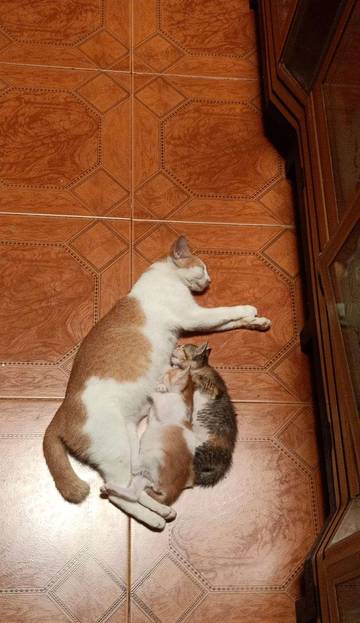 Kaitan antara Merawat Kucing dan Unsur Psikologis Seseorang