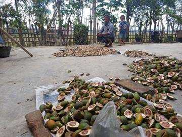 Pascabencana Banjir Harga Pinang Meroket
