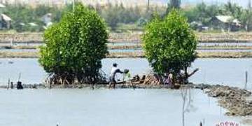 Pupuk Subsidi Akhirnya Mengalir ke Tambak Aceh Utara