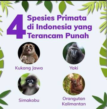 Empat Primata Indonesia Terancam Punah, Orangutan Ikut Terancam