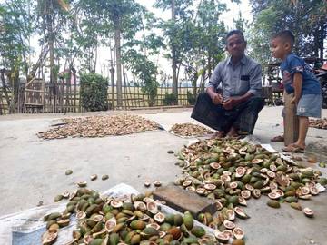 Petani Pinang Aceh Utara Mulai ‘Tersenyum’ di Masa Pemulihan