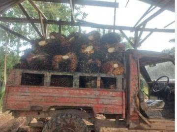 Harga Jual Kelapa Sawit Capai Rp2.600