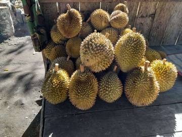 Durian Lampahan Bener Meriah Dijual Hingga ke Lhokseumawe