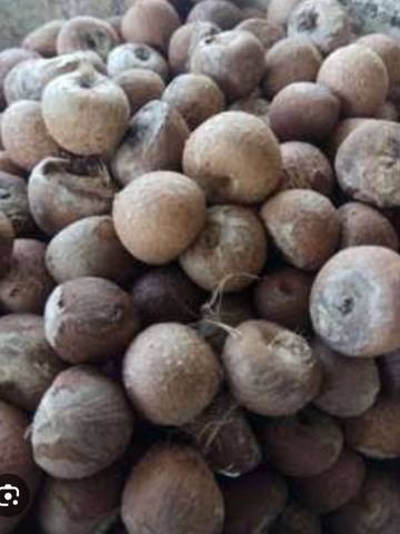 Harga Pinang Kering di Aceh Utara Menguntungkan Petani