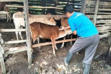 DPPKP Langsa Intensif Pantau Kesehatan Ternak