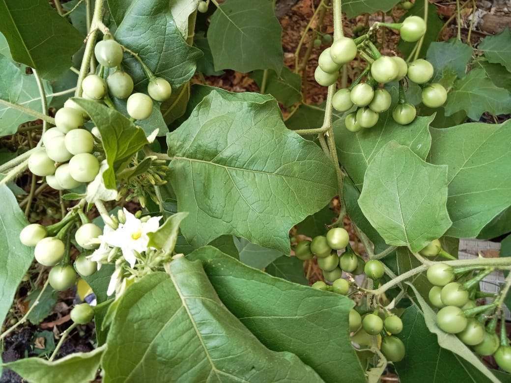 Buah Tekokak
