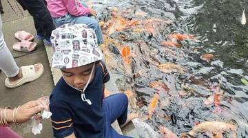 Ikan Koi Sumber Koso Ngawi, Obat Penenang Wisatawan