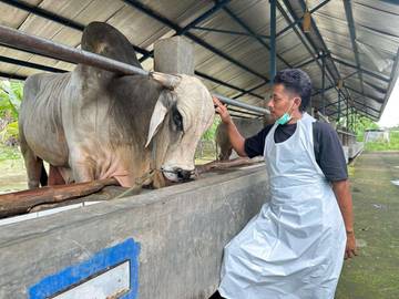 Si Alex, Sapi Kurban Presiden dari Peternakan Ngawi
