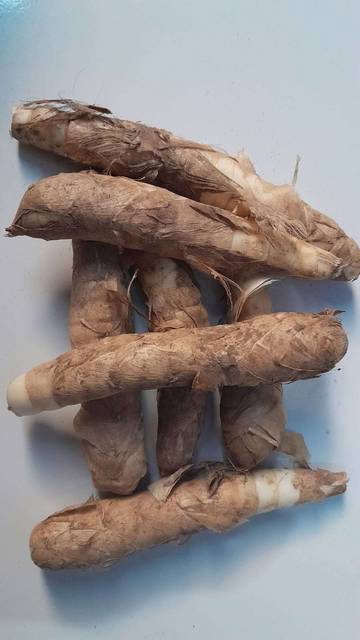 Garut, Umbi Lokal yang Terlupakan