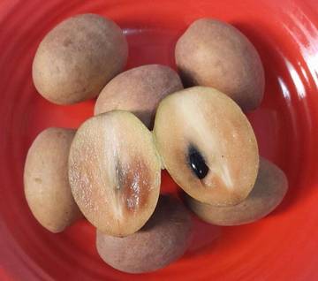 Sawo Buah Sederhana yang Sarat Keunikan 