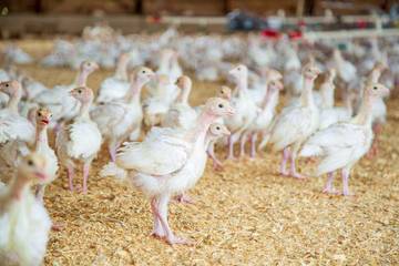 Masih Rugi Harga Saham Naik, Manajemen AYAM Menjawab