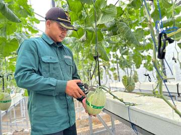 Nuswantara Farm Bagikan Hitung-hitungan Cuan dari Pertanian