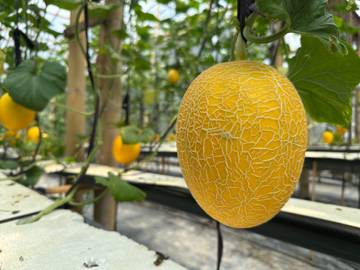Nuswantara Agro Panen Melon, Pengunjung Boleh Petik Sendiri
