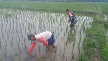 Babinsa Kodim Ponorogo Bantu Penyiangan Tanaman Padi
