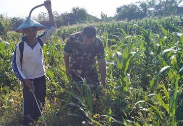 Babinsa Ponorogo Bantu Petani Semprot Hama Tanaman Jagung